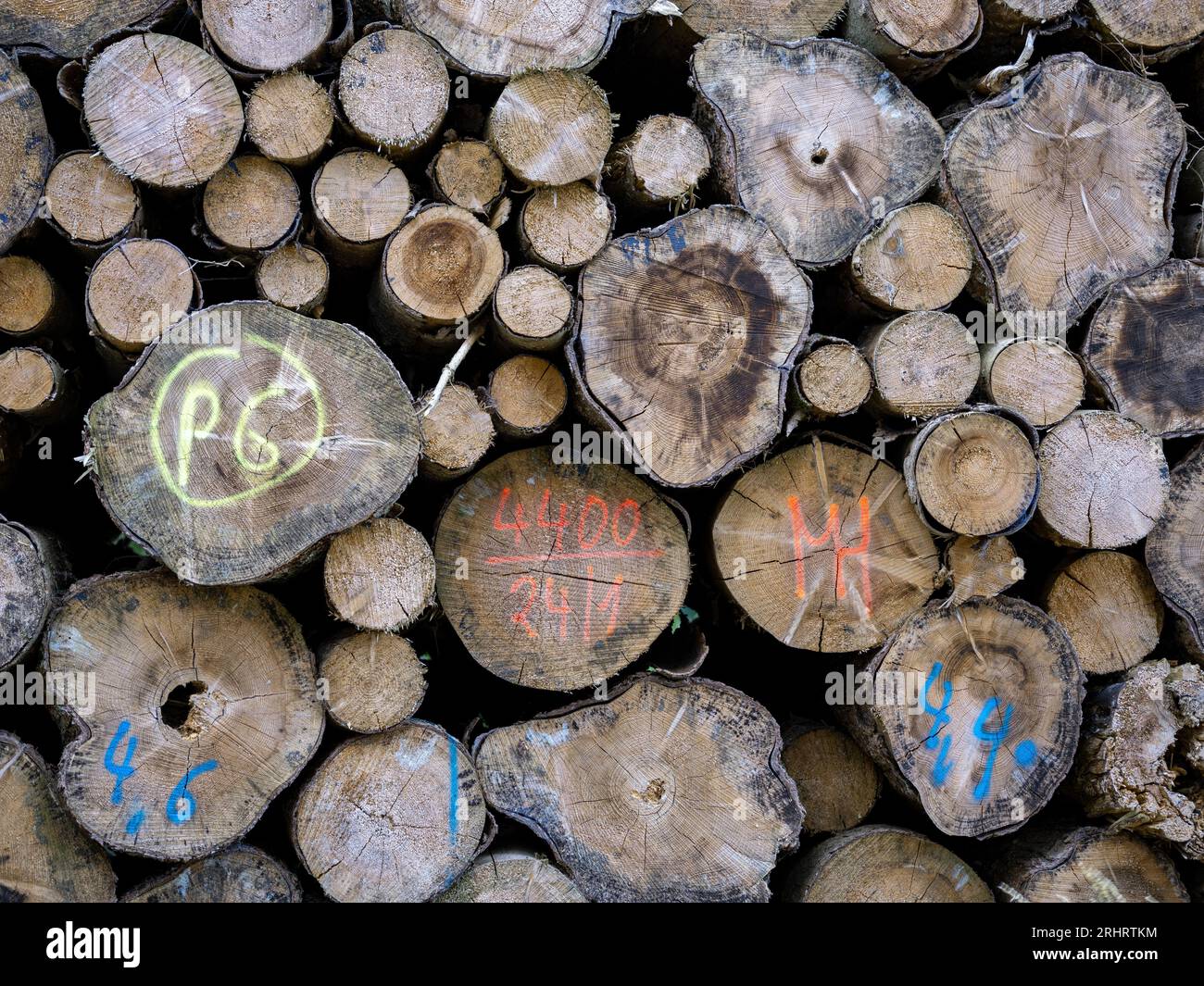 Mucchio di legno, Germania, bassa Sassonia, Harz Foto Stock