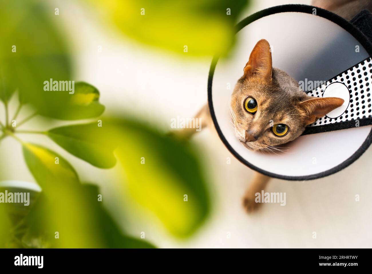 Un gatto abissino che indossa un colletto elettronico e un cono di vergogna tenta curiosamente di mangiare una foglia di una pianta di casa. La cura preventiva in ambienti interni garantisce la sicurezza di un Foto Stock