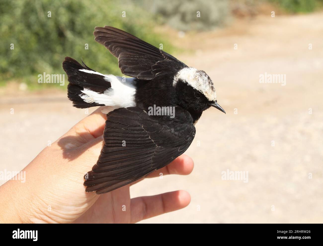 cipro Wheatear (Oenanthe cypriaca), maschio è tenuto in mano, Israele Foto Stock