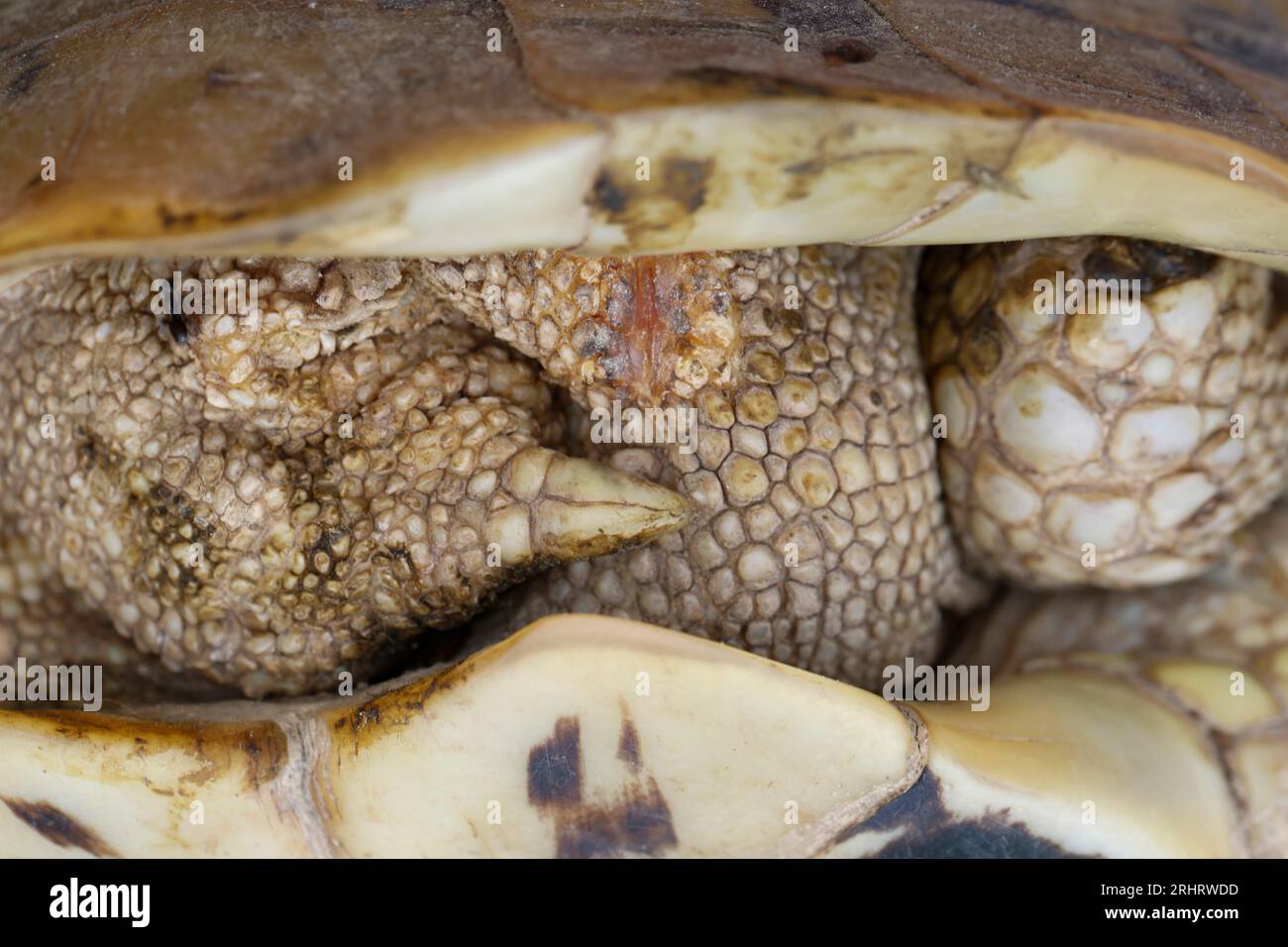 Tartaruga Hermanns, tartaruga greca, tartaruga Boettgers (Testudo hermanni boettgeri), tartaruga ben protetta tra due conchiglie, dettaglio, Croazia Foto Stock