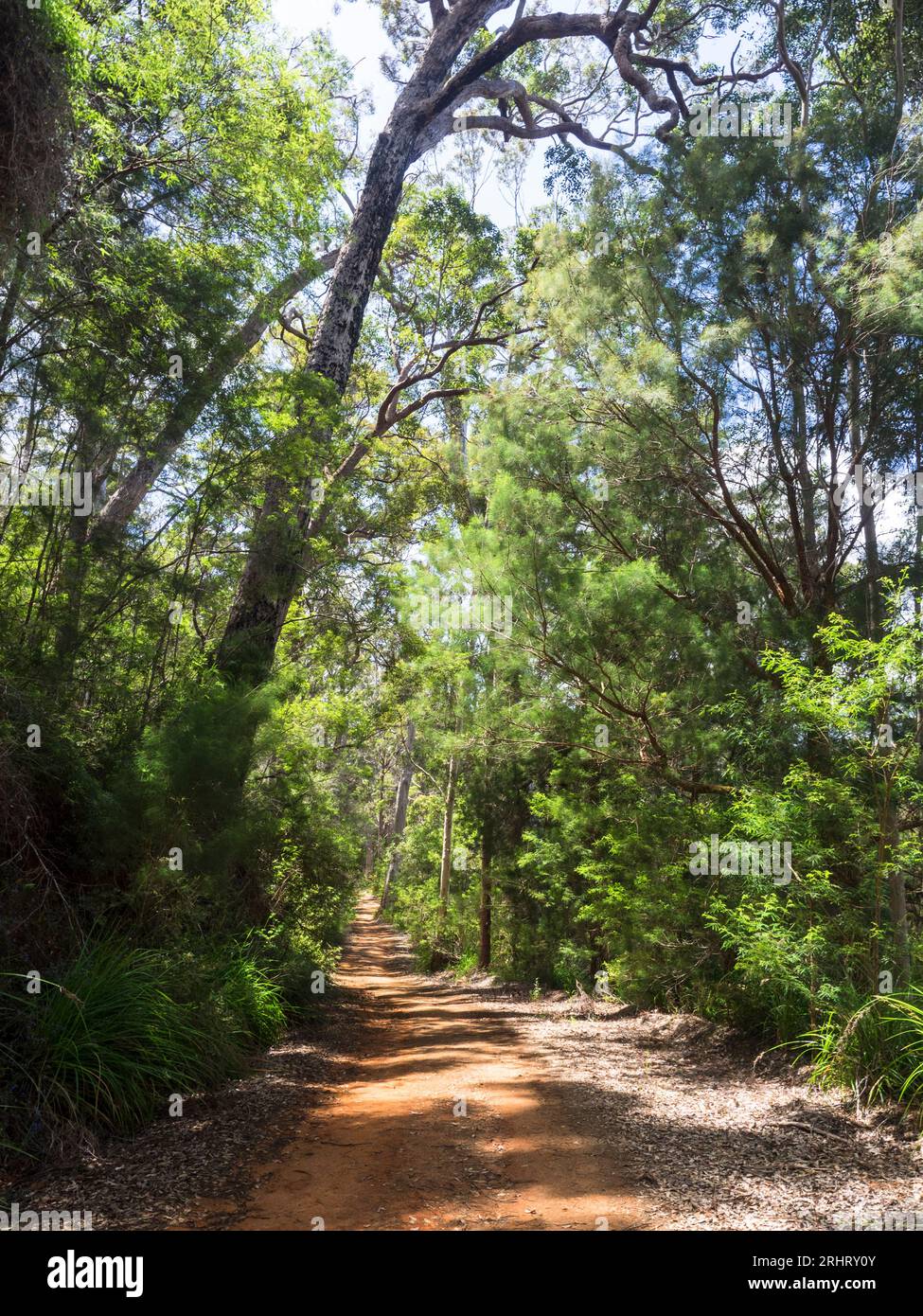 Bibbulmun Track, Walpole-Nornalup National Park, Australia Occidentale, Australia Foto Stock