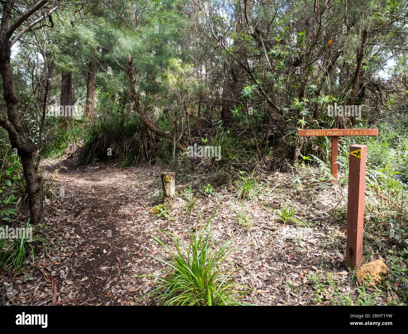 Pista di Bibbulmun con marcatore di Waugal vicino al Giant Tingle Tree, Walpole-Nornalup National Park, Australia Occidentale, Australia Foto Stock