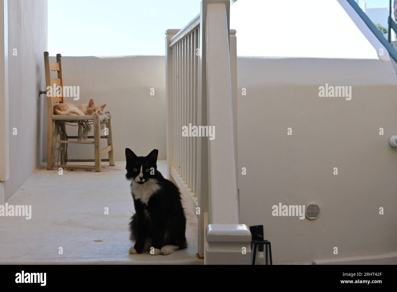 Gatti ad Ano Syros, un insediamento medievale, isola di Syros, Grecia Foto Stock