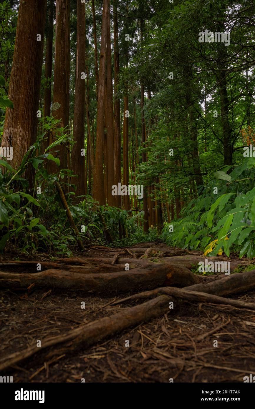 Splendida vista del sentiero sterrato nella verde foresta con alberi alti e radici di alberi secolari intrecciate nel sentiero sullo sfondo. Parco di (Mata Jose do canto) Foto Stock