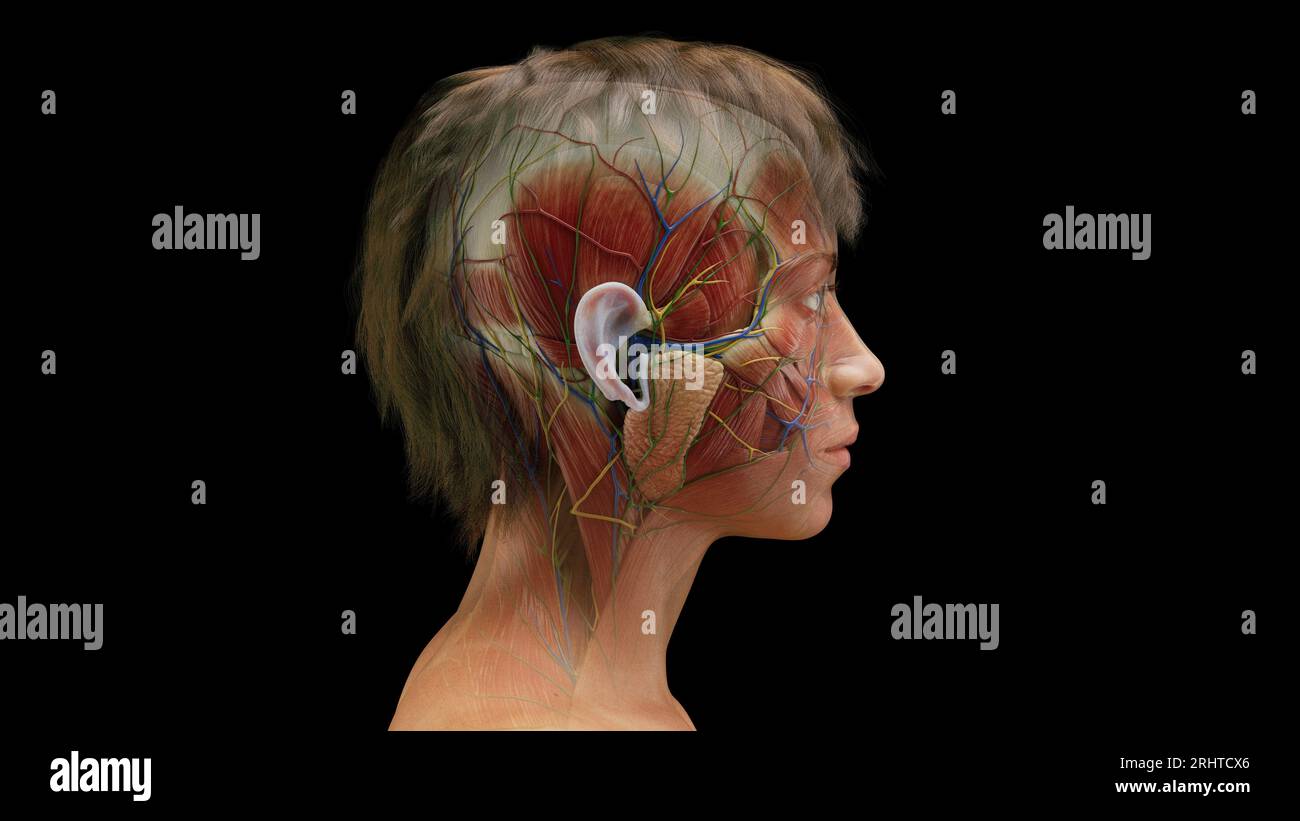 Femmina muscoli facciali, illustrazione Foto Stock