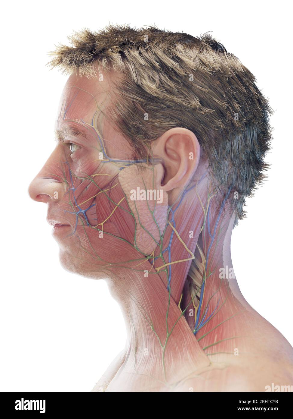 Muscoli facciali maschili, illustrazione Foto Stock