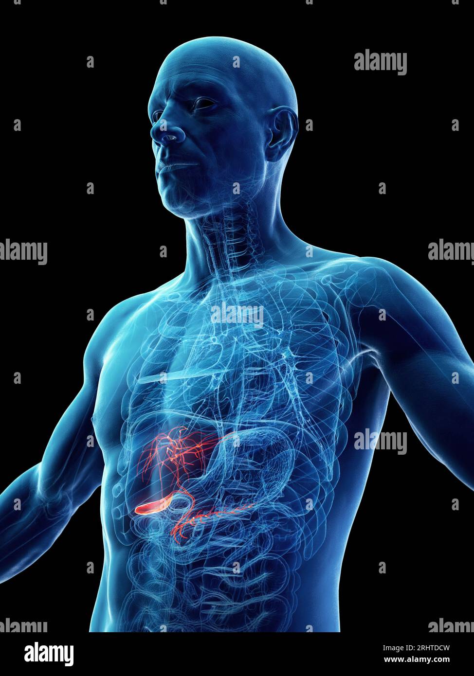 Colecisti maschile, illustrazione Foto Stock