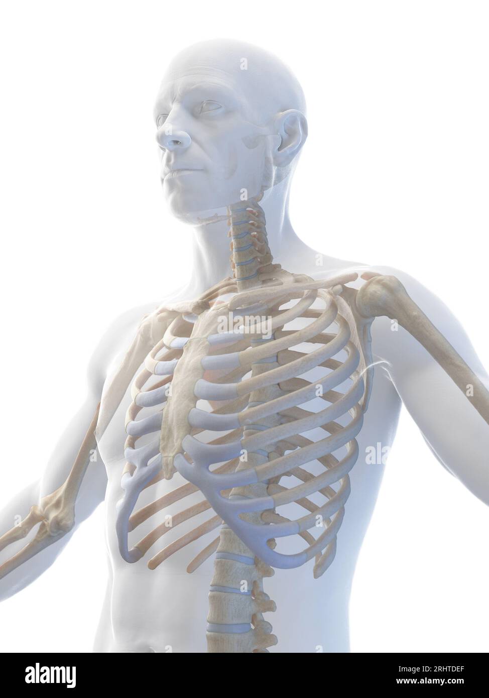 Scheletro maschio, illustrazione Foto Stock