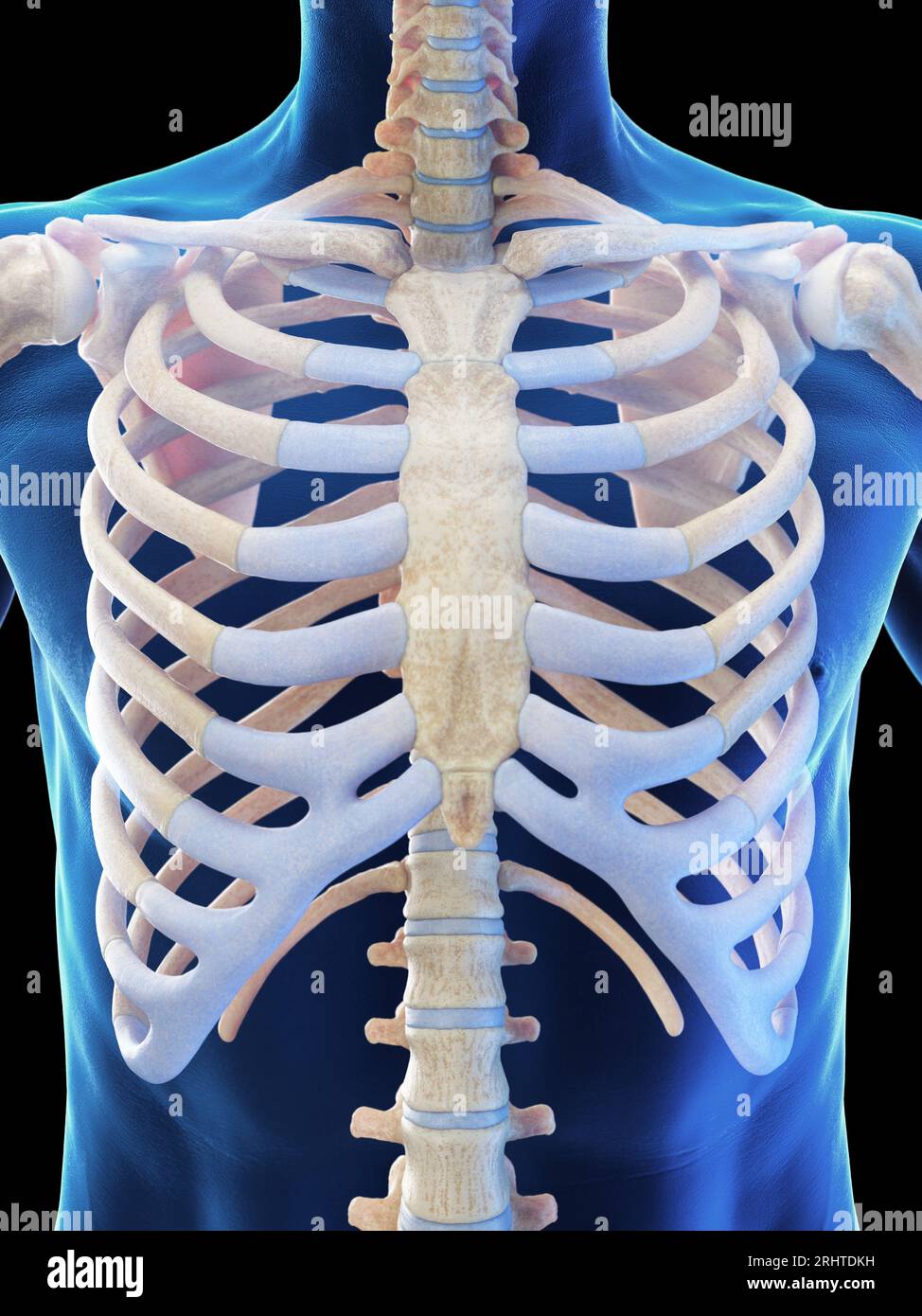 Gabbia toracica maschio, illustrazione Foto Stock