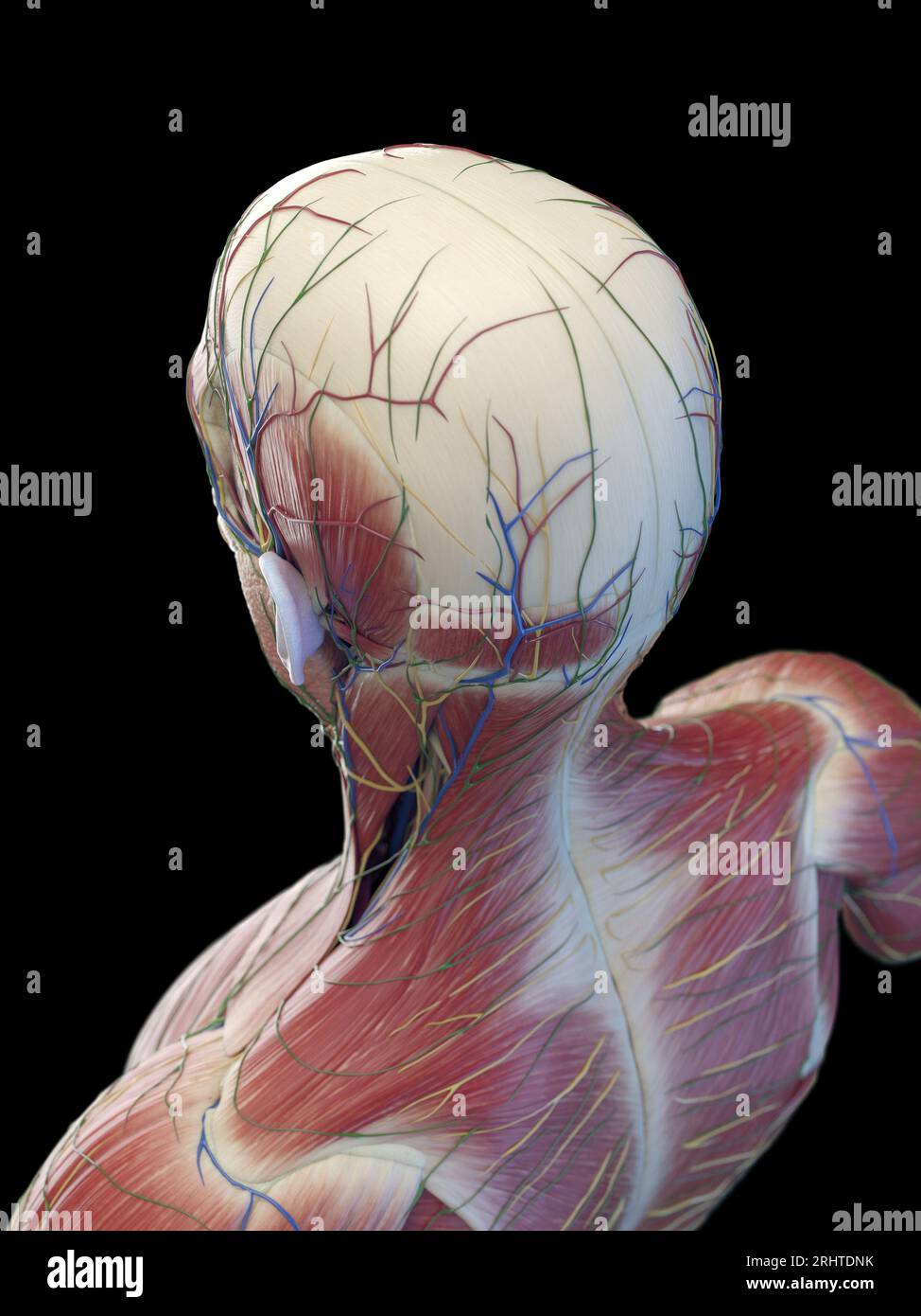 Muscoli della testa e della parte superiore della schiena, illustrazione Foto Stock