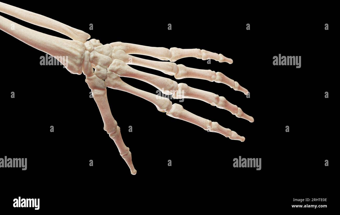 Ossa della mano sinistra, illustrazione Foto Stock