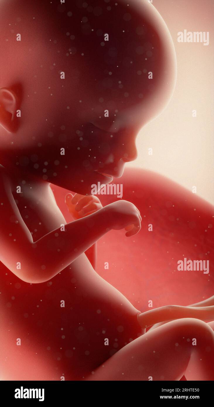 Feto a settimana 18, illustrazione Foto Stock
