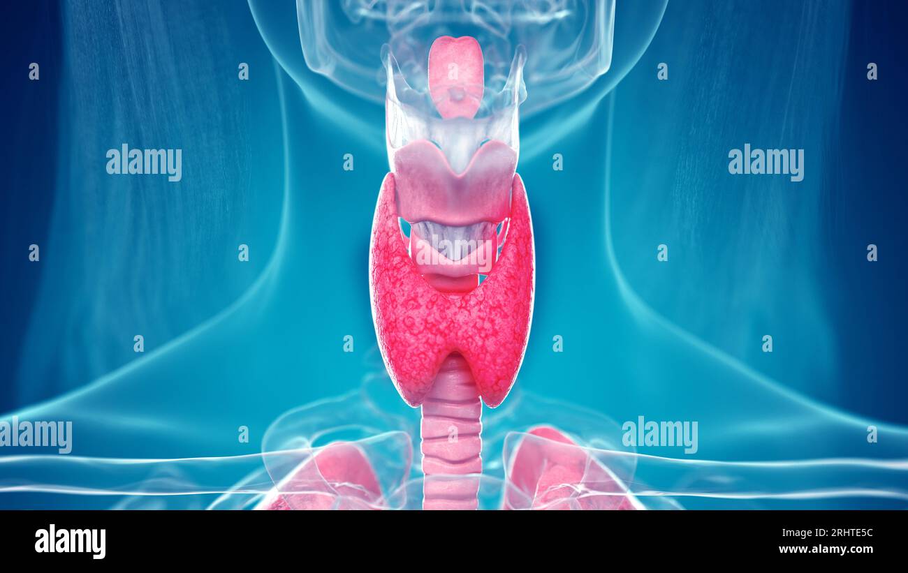 Anatomia del collo, illustrazione Foto Stock