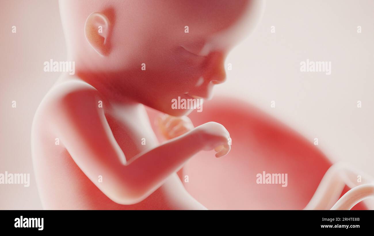 Feto a settimana 18, illustrazione Foto Stock