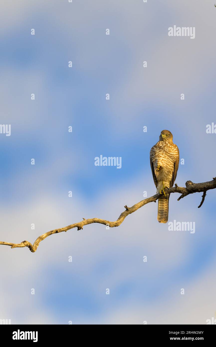 Un solo subadulto Brown Goshawk è appollaiato su una gamba di un singolo ramo di albero che cerca prede sotto un cielo blu offuscato e leggermente nuvoloso. Foto Stock