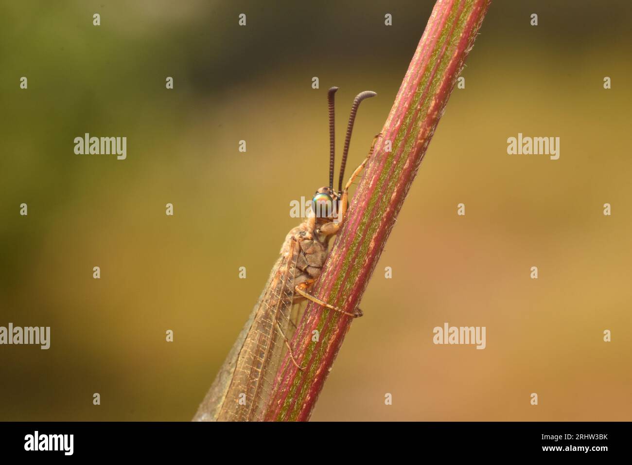 Formicheleone appollaiato sul bastone. Myrmeleon. Macro. Insetti. Foto Stock