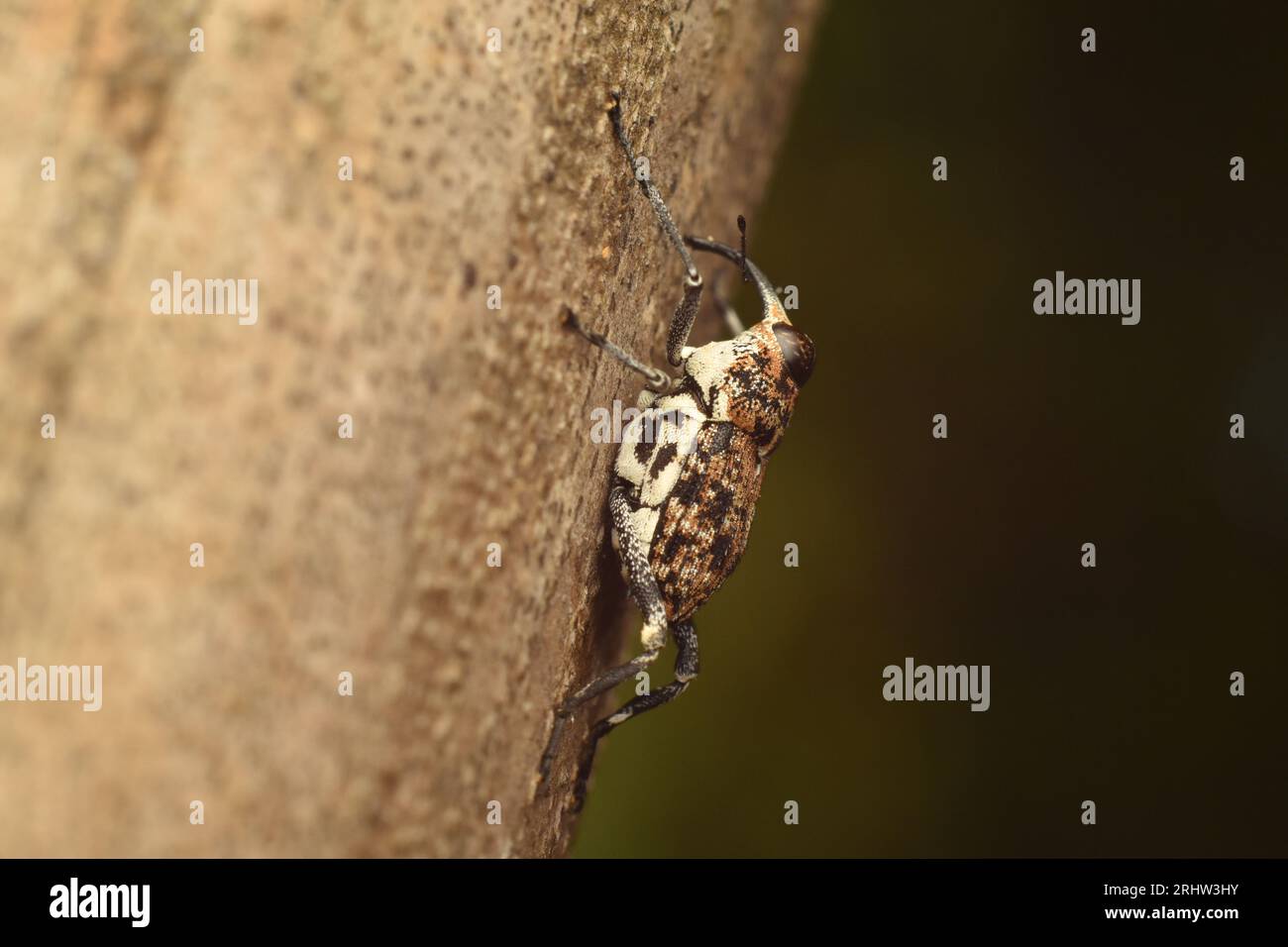 Brown weevil riposa su bambù essiccato, Giava, Indonesia. Mecopus sp. Foto Stock