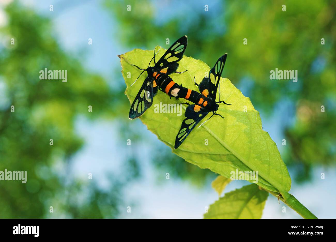Primo piano delle farfalle vetrate che si accoppiano sulla foglia verde dell'albero Foto Stock