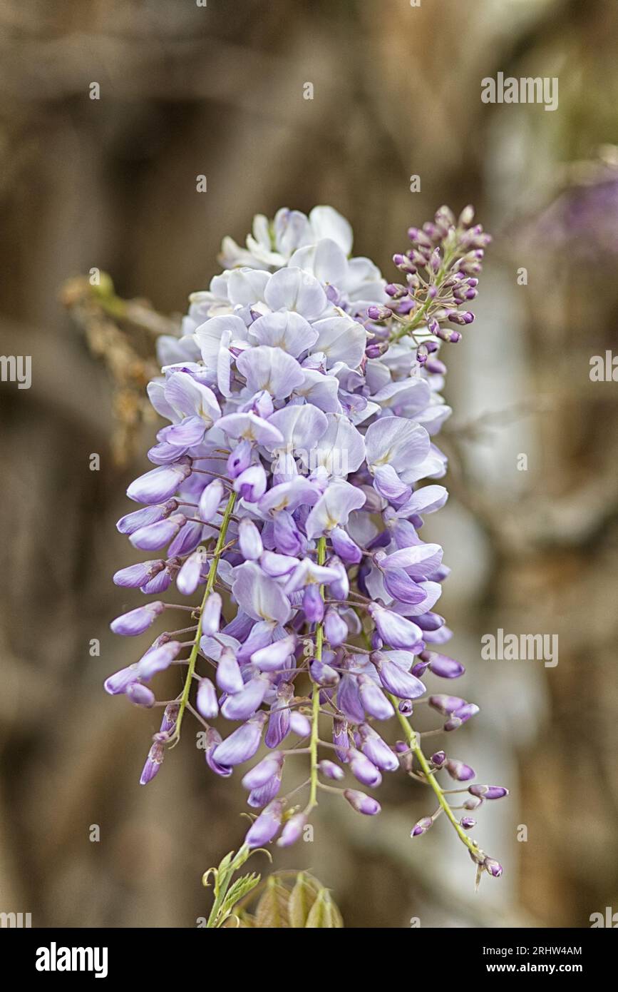 Glicine giapponese, piante da fiore Foto Stock