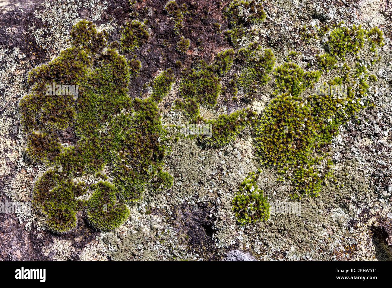 Moss e Lichen crescono su rocce di arenaria Foto Stock