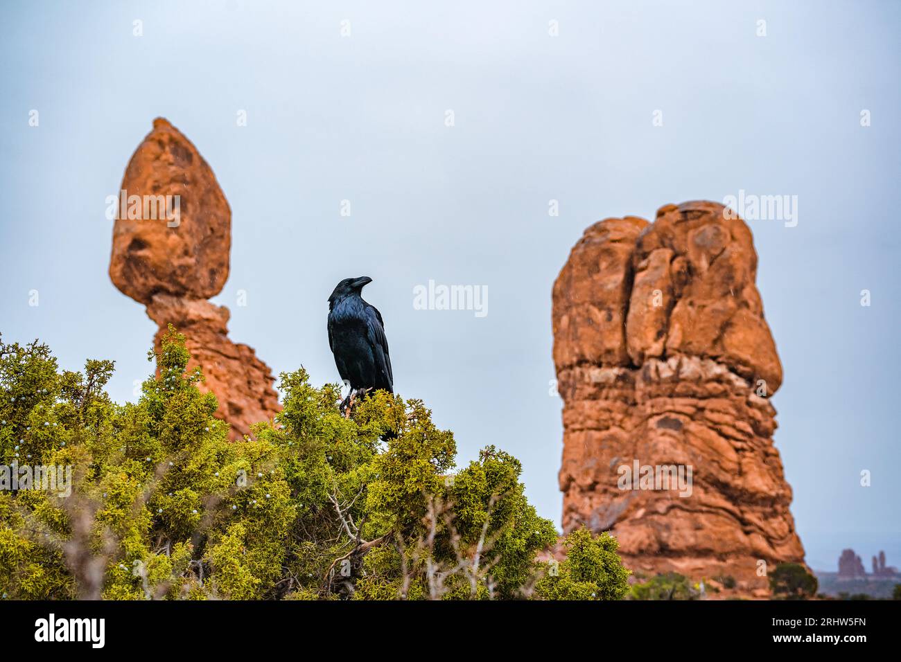 corvo seduto su un albero all'arches nationalpark utah Foto Stock