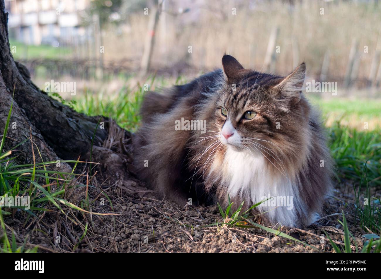 un gatto forestale norvegese sull'erba Foto Stock