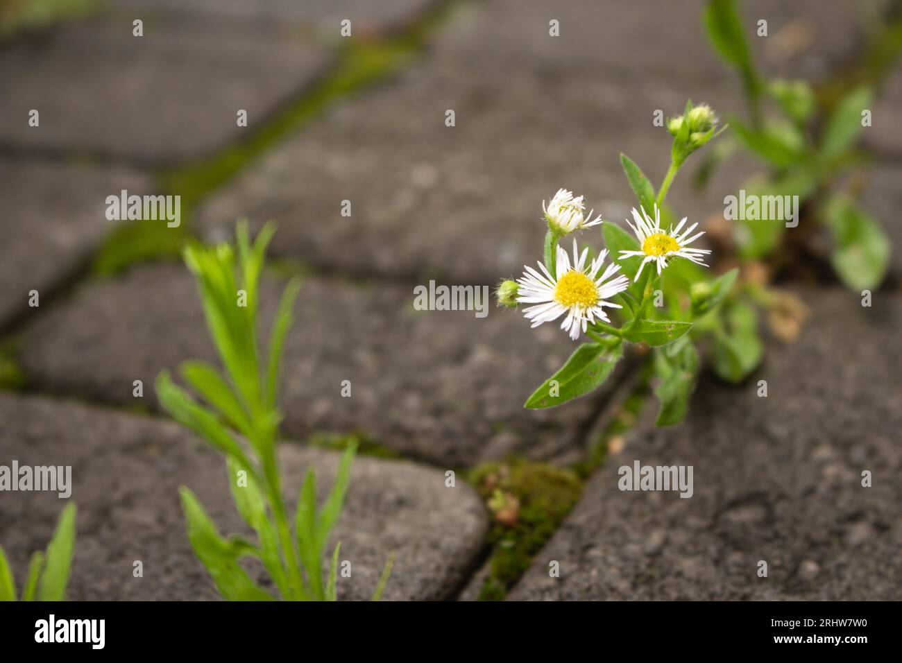 Fiori di margherita sul marciapiede. Piccola camomilla sulla strada. Natura nei dettagli. Potere della natura. Fiori bianchi che infrangono la pavimentazione in pietra. Sopravvivi alla natura. Foto Stock