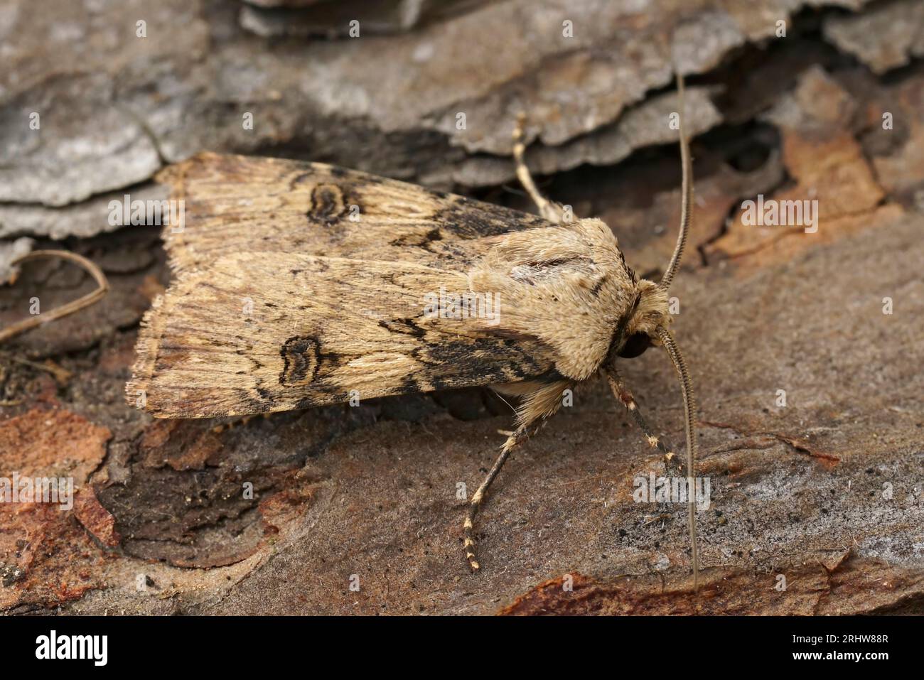 Primo piano naturale su una forma di colore chiaro del Dart a forma di navetta, Agrotis puta, seduto su legno Foto Stock