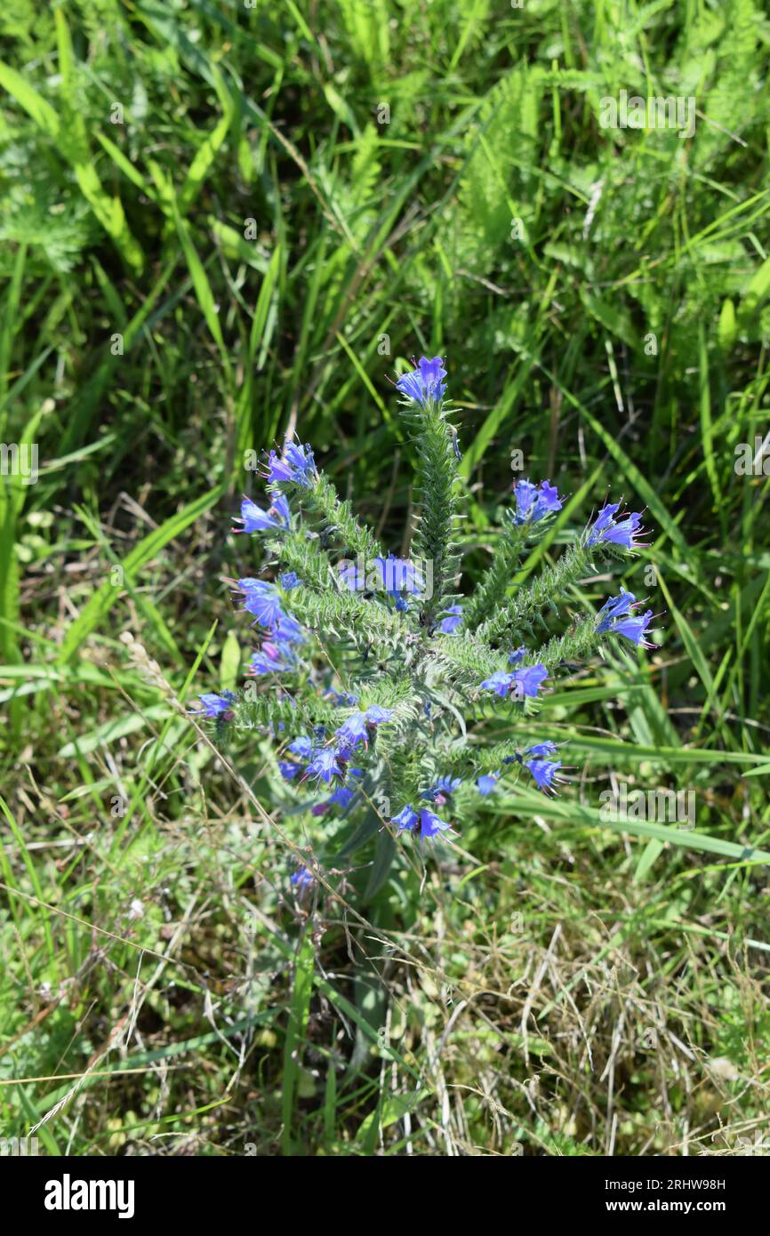 cardo blu in un campo di mais Foto Stock