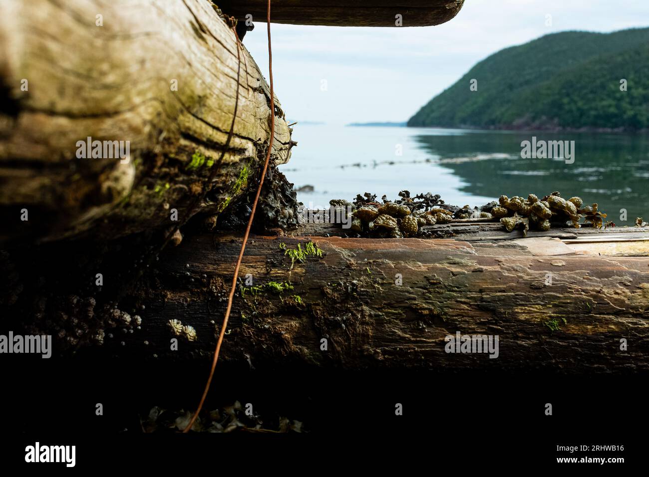 guarda oltre il kelp Foto Stock