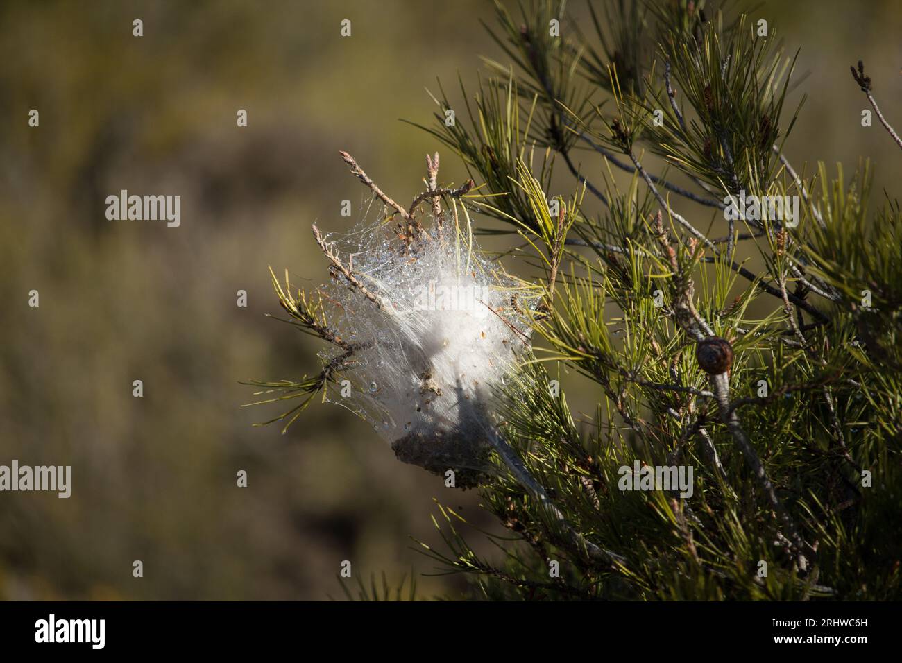 Macro di nido processionario setoso nei rami di pino Foto Stock