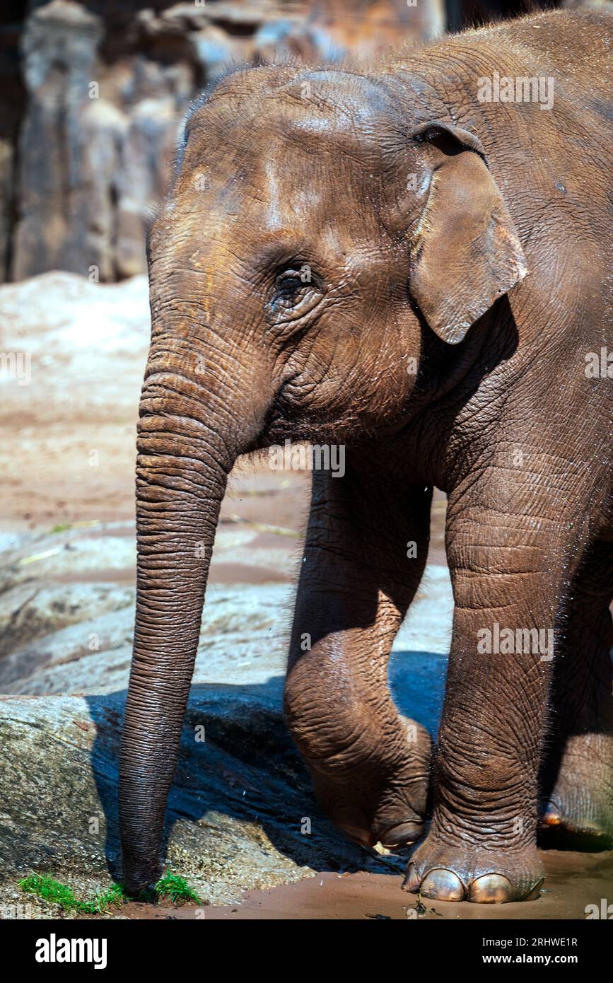 Piccolo elefante asiatico. Foto Stock