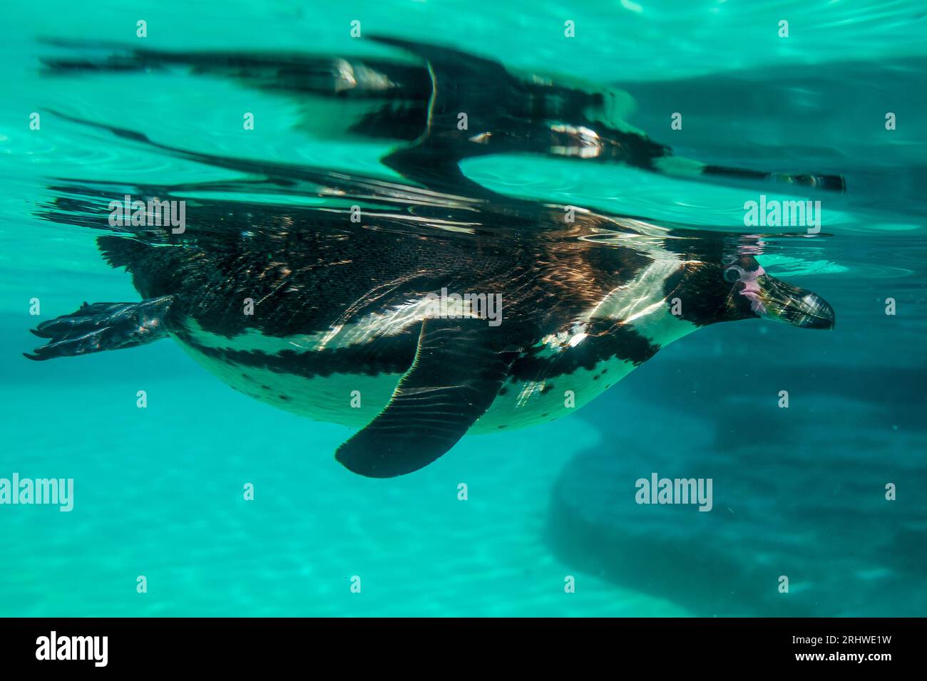 Pinguini Humboldt che nuotano sott'acqua. Foto Stock