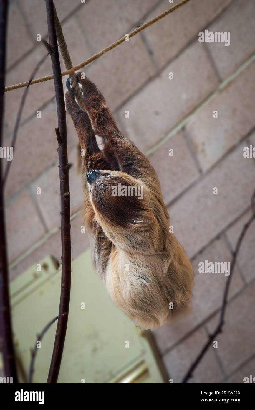 Il bradipo che sale sulle corde. Foto Stock