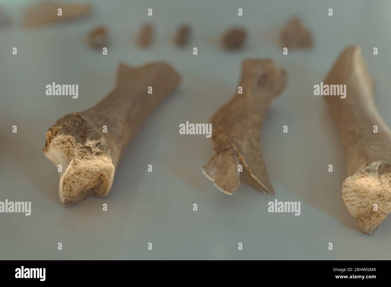 Questa immagine mostra lo scheletro di un essere umano Foto Stock