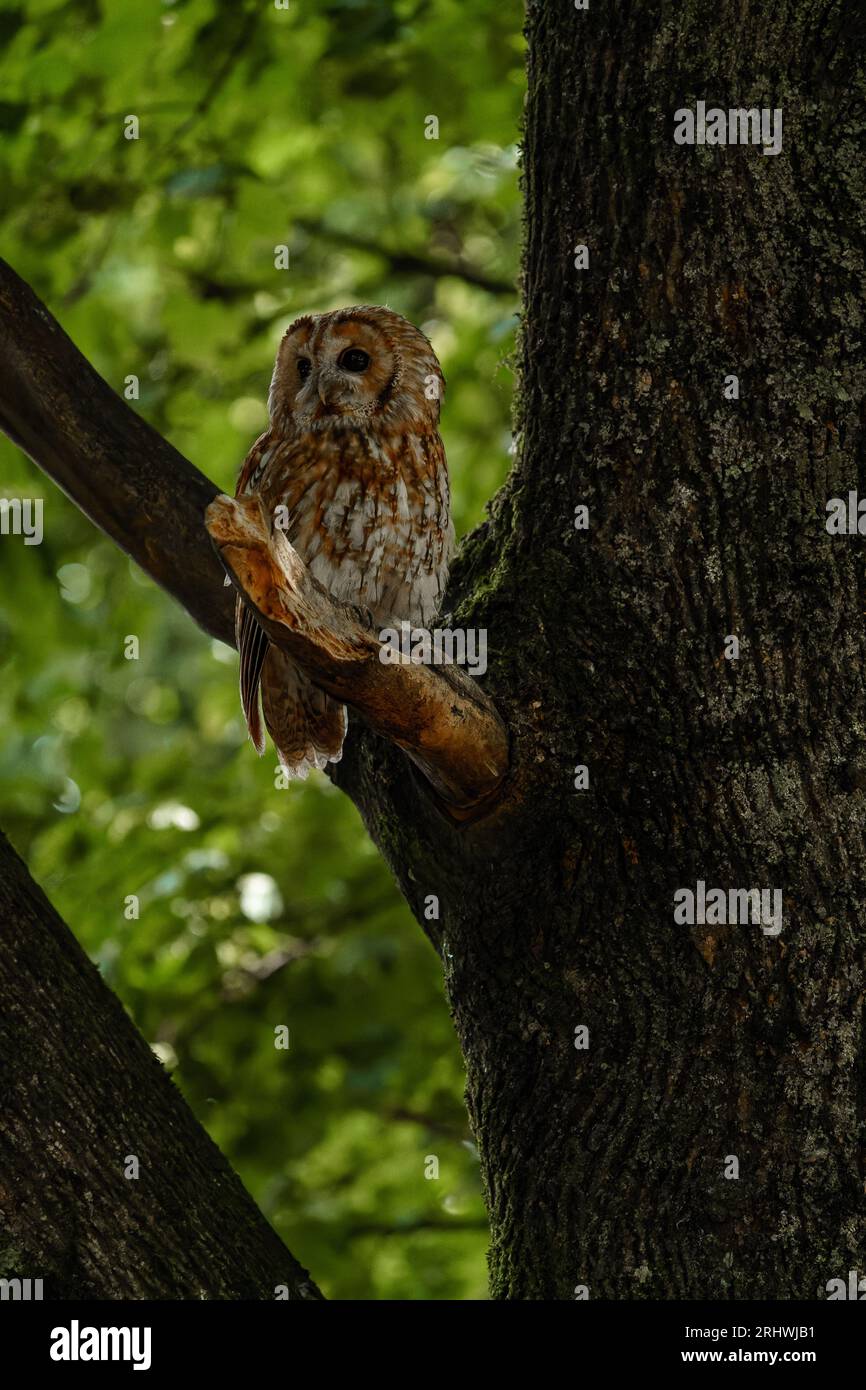 Allocco (Strix aluco) Foto Stock