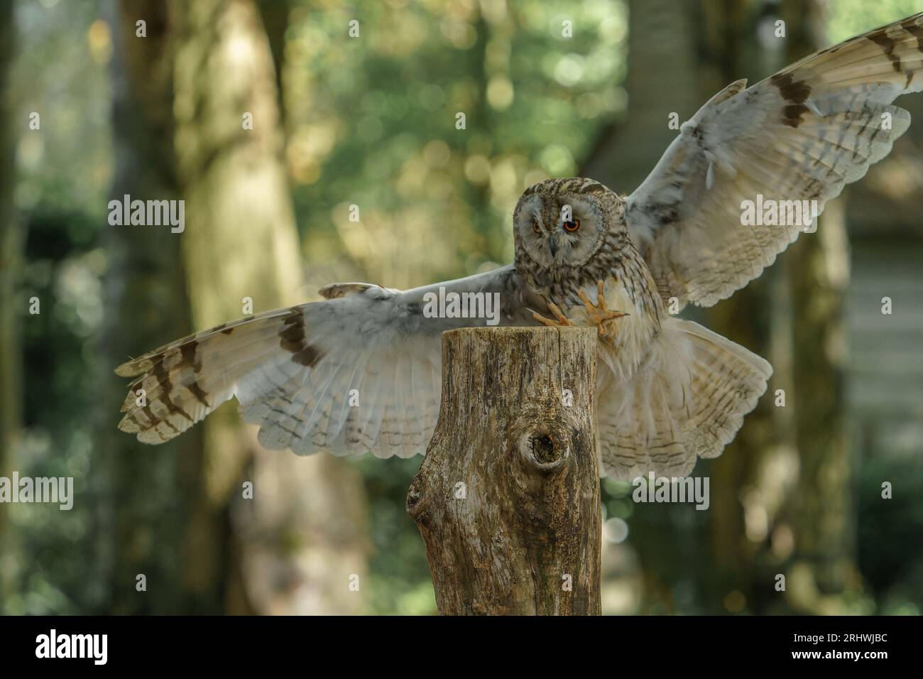 Gufo comune (Asio otus) Foto Stock