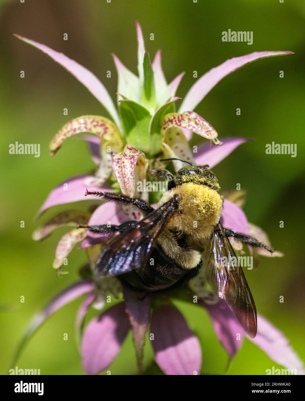 Bombus impatiens (Common Eastern Bumble bee) - Contea di Hall, Georgia. Un polline copriva le bombe che raccoglievano il polline da una fioritura di ebalsamo. Foto Stock