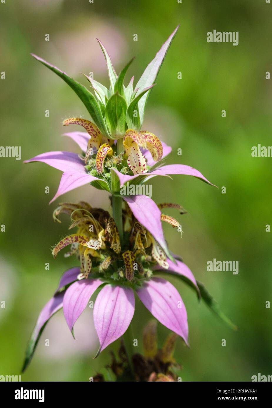 Beebalm maculato (Monarda punctata) - Contea di Hall, Georgia. La colorata fioritura di beebalm creata per attirare le api per la polinazione. Foto Stock
