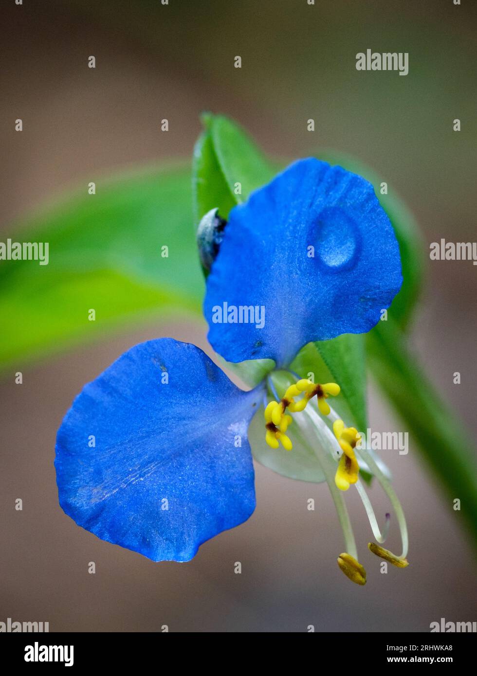 Fiore del giorno asiatico (Commelina communis) - Contea di Hall, Georgia. La piccola e intricata fioritura di un fiore del giorno. Foto Stock