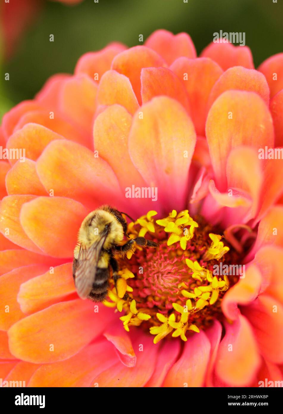 Bombus impatiens (Common Eastern Bumble bee) - Contea di Hall, Georgia. Un'ape bumble raccoglie nettare dalla colorata fioritura di una zinnia. Foto Stock