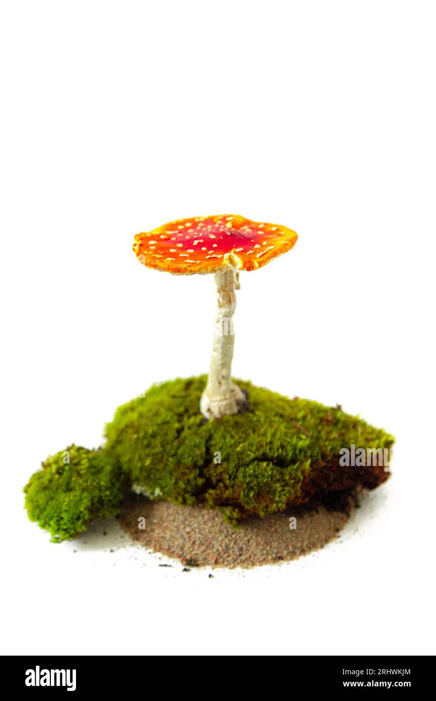 Vola agarico sul muschio verde. Elemento naturale per design, spazio di copia, isolato su bianco. Foto Stock