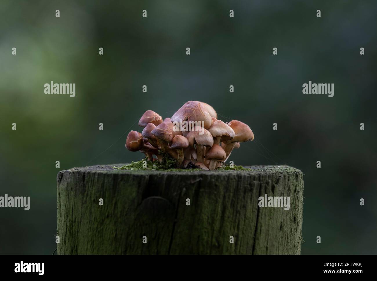 Un raccolto di funghi selvatici che cresce sulla cima di un cancello marcio in un bosco scuro, Worcestershire, Inghilterra. Foto Stock