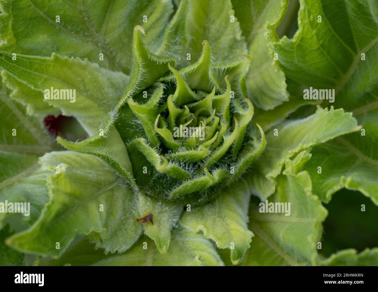 L'intricato sistema fogliare di una pianta di girasole prima della fioritura, Worcestershire, Inghilterra. Foto Stock