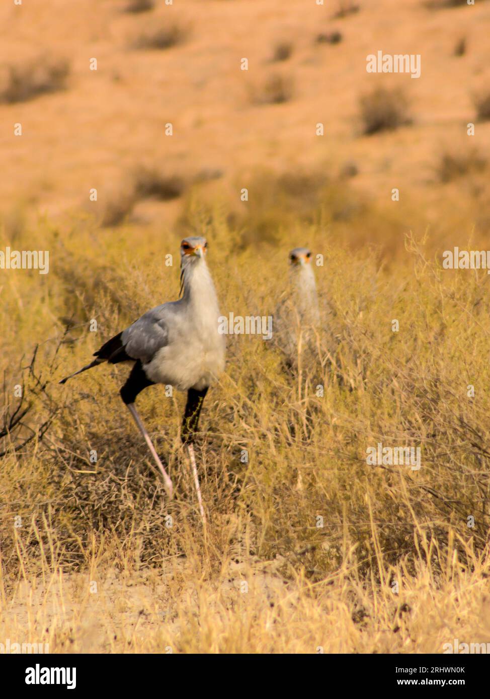 Due uccelli segretari, Sagittarius serpentarius, camminando attraverso i cespugli bassi del deserto del Kalahari nel Parco Nazionale Kgalagadi, Sudafrica Foto Stock