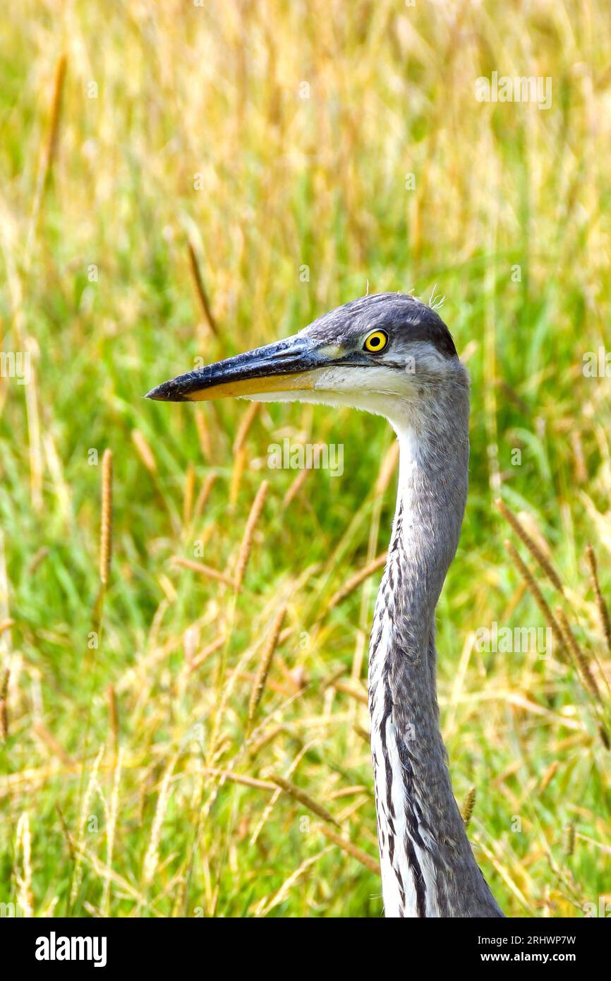 Heron in un parco pubblico vicino a una città costiera. Niente persone. Foto Stock
