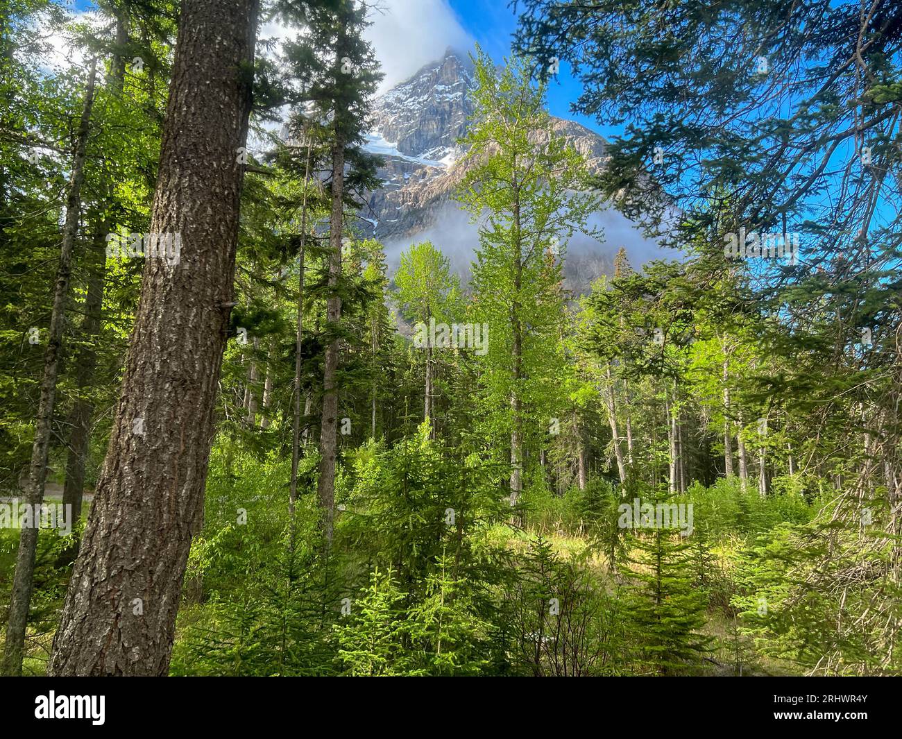 La splendida vista panoramica durante il viaggio attraverso il Parco Nazionale di Yoho in Canada. Foto Stock