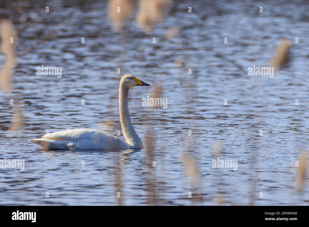 Whooper Swan (Cygnus cygnus) in acqua Foto Stock