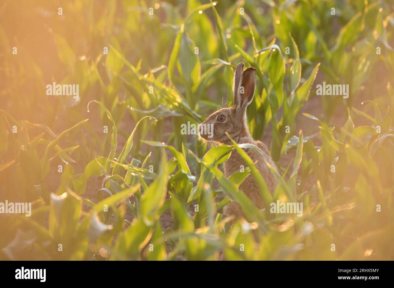 Hare si nasconde in un campo di mais, vicino ad Harrogate Foto Stock