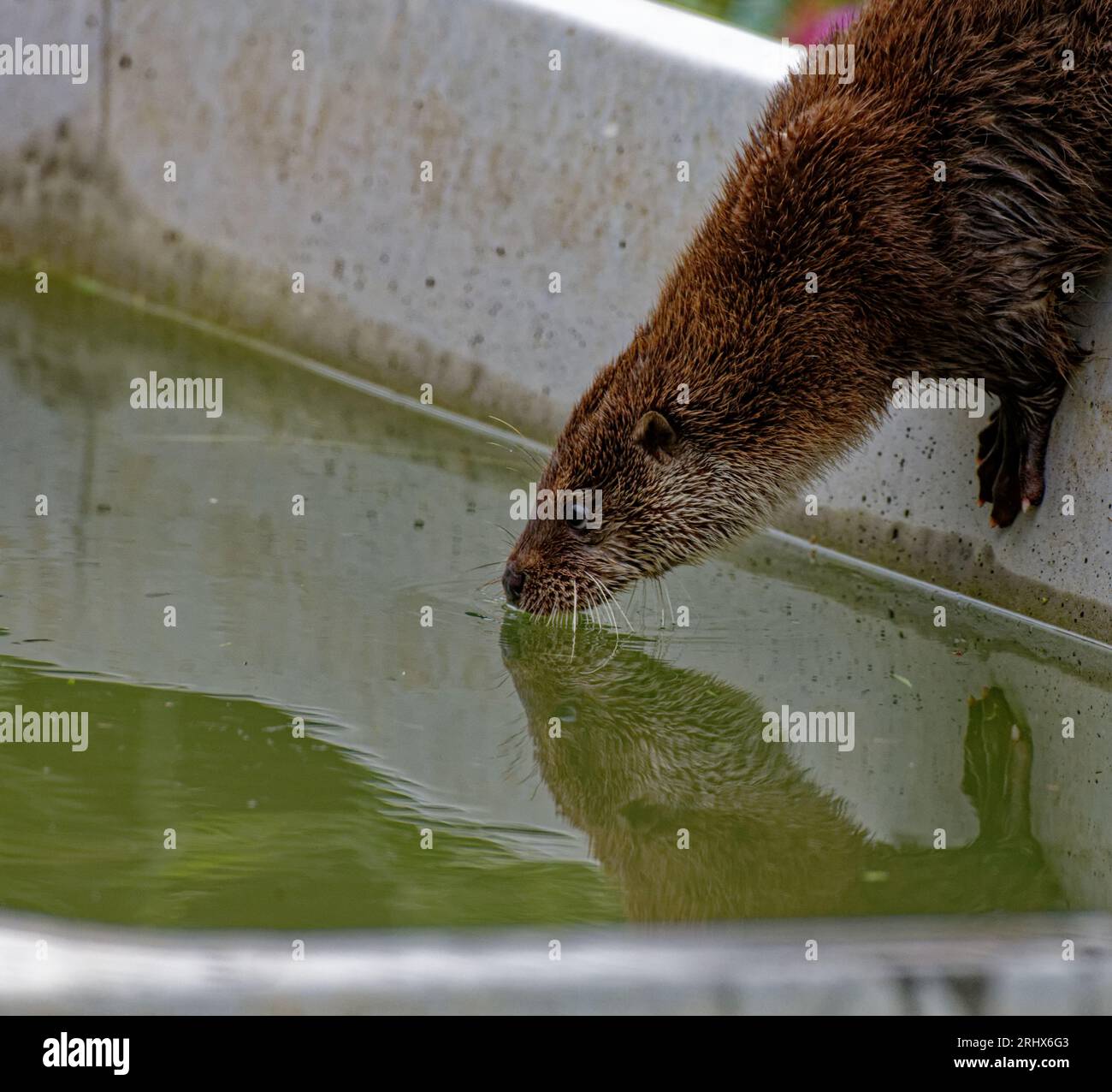 Lontra eurasiatica (Lutra lutra) giovane che sta per entrare in acqua con riflessione. Foto Stock